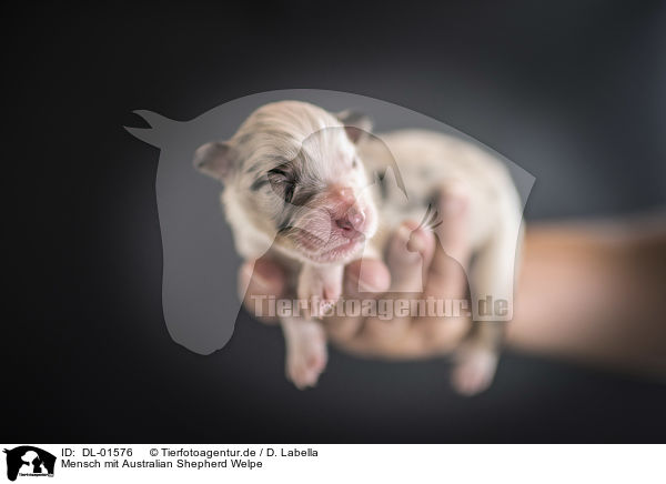 Mensch mit Australian Shepherd Welpe / human with Australian Shepherd Puppy / DL-01576