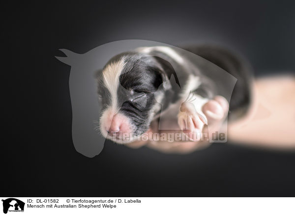 Mensch mit Australian Shepherd Welpe / human with Australian Shepherd Puppy / DL-01582