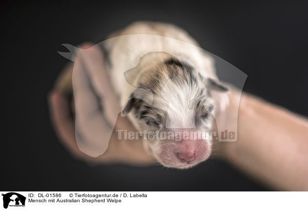 Mensch mit Australian Shepherd Welpe / human with Australian Shepherd Puppy / DL-01586