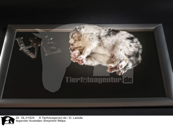 liegender Australian Shepherd Welpe / lying Australian Shepherd Puppy / DL-01624