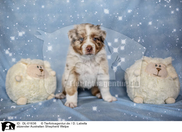 sitzender Australian Shepherd Welpe / sitting Australian Shepherd Puppy / DL-01636