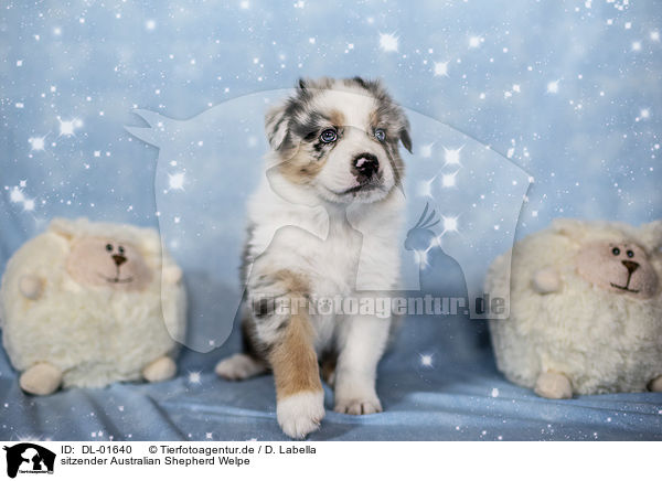 sitzender Australian Shepherd Welpe / sitting Australian Shepherd Puppy / DL-01640