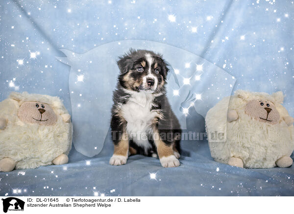 sitzender Australian Shepherd Welpe / sitting Australian Shepherd Puppy / DL-01645