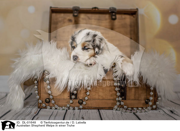 Australian Shepherd Welpe in einer Truhe / Australian Shepherd Puppy in a chest / DL-01648