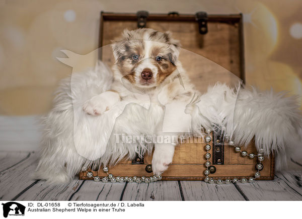 Australian Shepherd Welpe in einer Truhe / Australian Shepherd Puppy in a chest / DL-01658