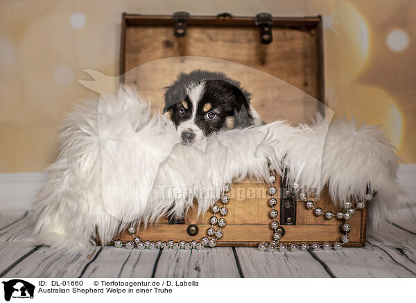 Australian Shepherd Welpe in einer Truhe / Australian Shepherd Puppy in a chest / DL-01660
