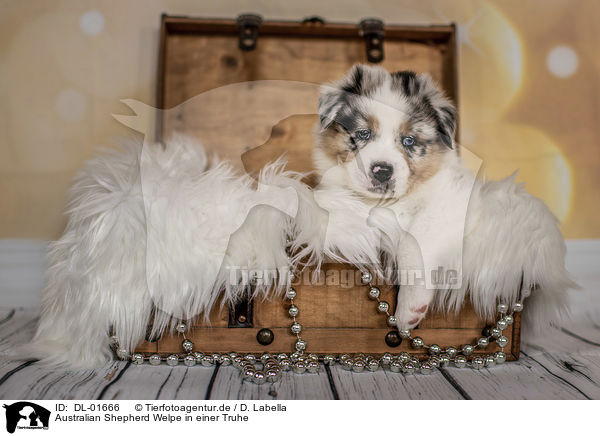 Australian Shepherd Welpe in einer Truhe / Australian Shepherd Puppy in a chest / DL-01666