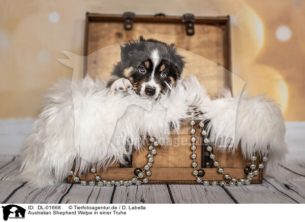 Australian Shepherd Welpe in einer Truhe / Australian Shepherd Puppy in a chest / DL-01668