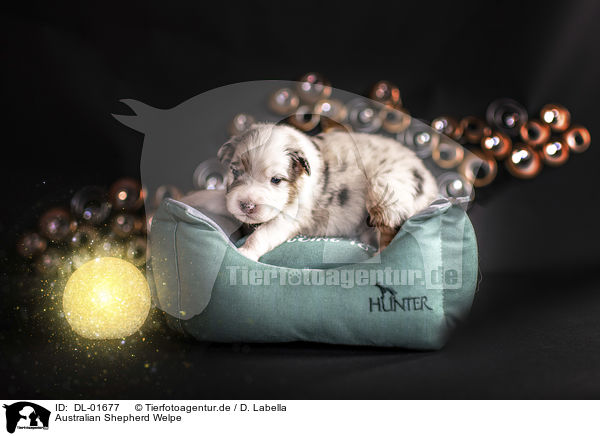 Australian Shepherd Welpe / Australian Shepherd Puppy / DL-01677