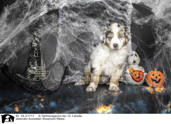 sitzender Australian Shepherd Welpe / sitting Australian Shepherd Puppy / DL-01717