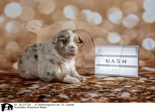Australian Shepherd Welpe / Australian Shepherd Puppy / DL-01730