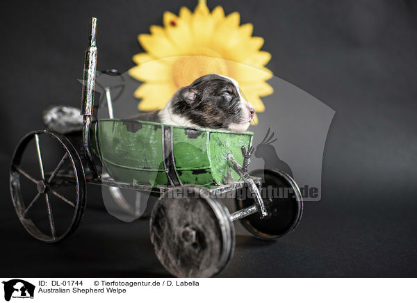 Australian Shepherd Welpe / Australian Shepherd Puppy / DL-01744