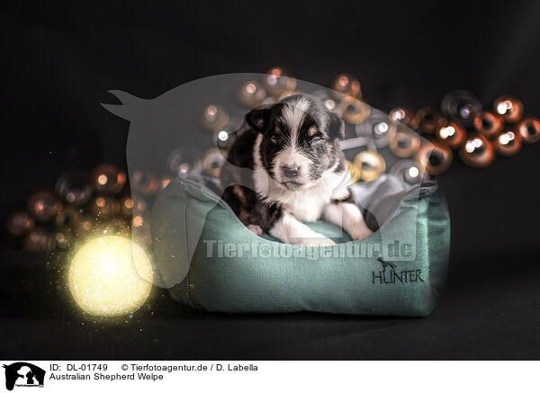 Australian Shepherd Welpe / Australian Shepherd Puppy / DL-01749
