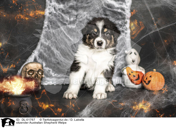 sitzender Australian Shepherd Welpe / sitting Australian Shepherd Puppy / DL-01767