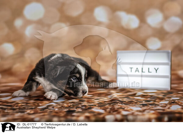Australian Shepherd Welpe / Australian Shepherd Puppy / DL-01777