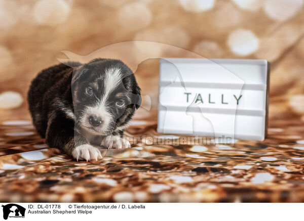 Australian Shepherd Welpe / Australian Shepherd Puppy / DL-01778