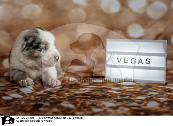 Australian Shepherd Welpe / DL-01806