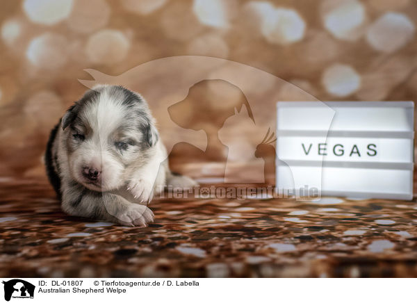 Australian Shepherd Welpe / Australian Shepherd Puppy / DL-01807