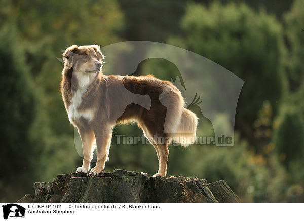 Australian Shepherd / Australian Shepherd / KB-04102