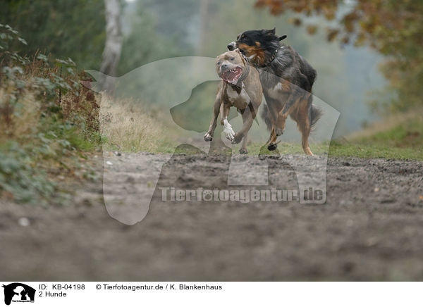 2 Hunde / KB-04198