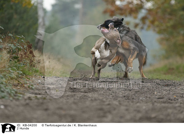 2 Hunde / 2 dogs / KB-04200