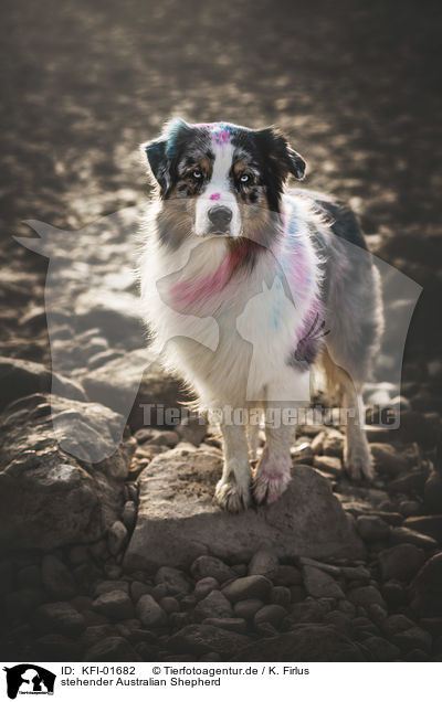 stehender Australian Shepherd / KFI-01682
