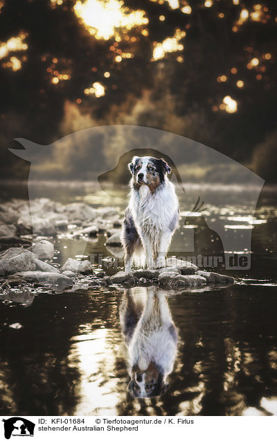 stehender Australian Shepherd / KFI-01684