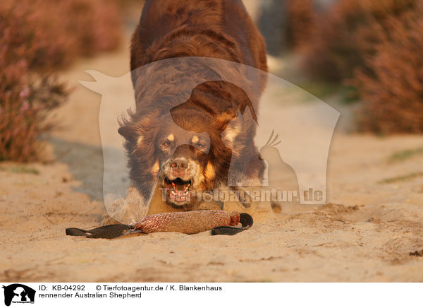 rennender Australian Shepherd / running Australian Shepherd / KB-04292
