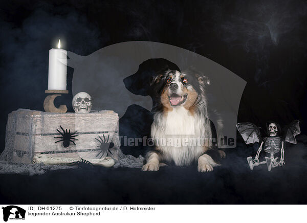 liegender Australian Shepherd / lying Australian Shepherd / DH-01275