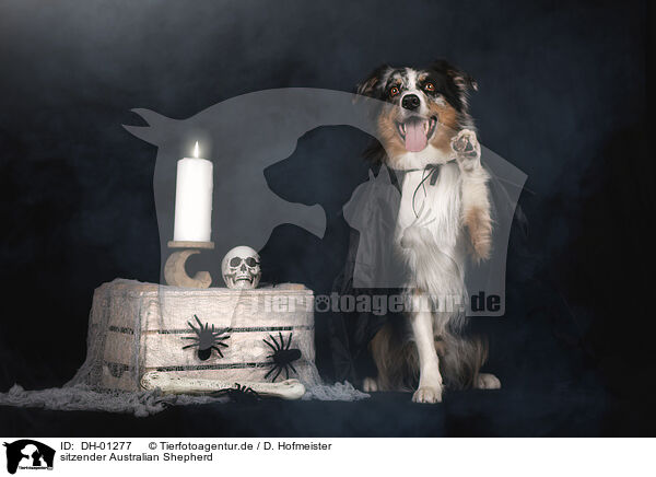 sitzender Australian Shepherd / sitting Australian Shepherd / DH-01277