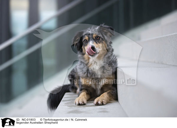 liegender Australian Shepherd / lying Australian Shepherd / NC-01803