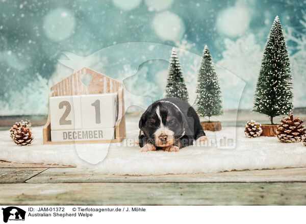 Australian Shepherd Welpe / Australian Shepherd Puppy / JAM-01372