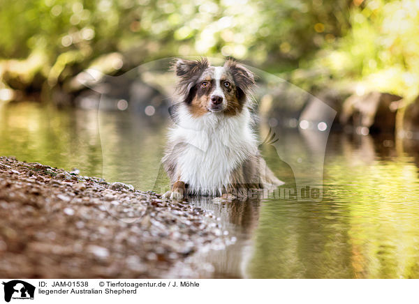 liegender Australian Shepherd / lying Australian Shepherd / JAM-01538