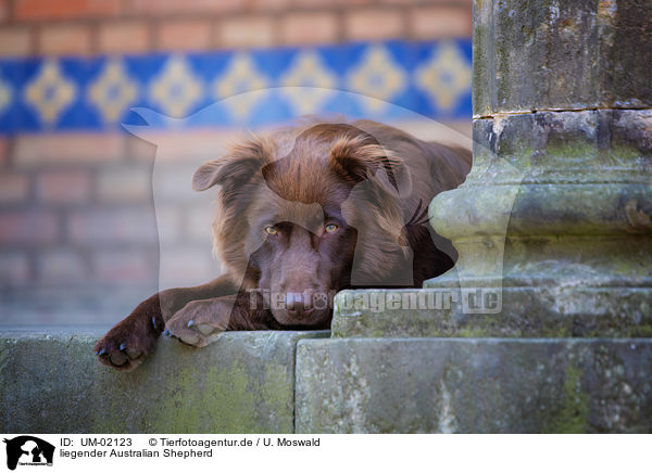 liegender Australian Shepherd / lying Australian Shepherd / UM-02123
