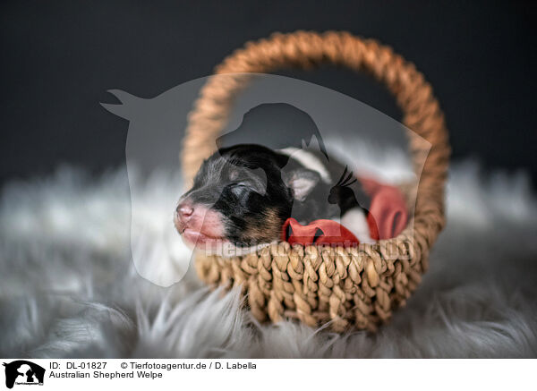 Australian Shepherd Welpe / Australian Shepherd Puppy / DL-01827