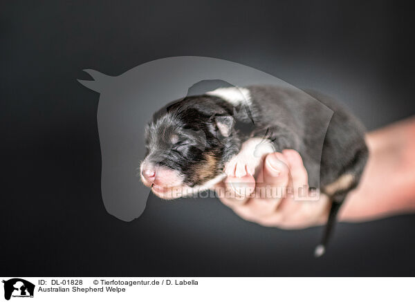 Australian Shepherd Welpe / Australian Shepherd Puppy / DL-01828