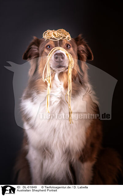 Australian Shepherd Portrait / Australian Shepherd Portrait / DL-01849