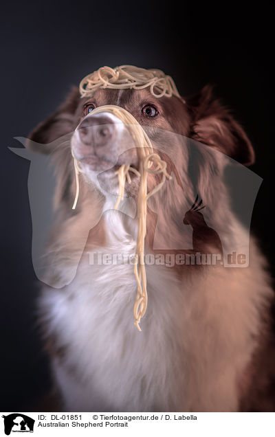 Australian Shepherd Portrait / Australian Shepherd Portrait / DL-01851