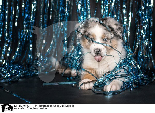 Australian Shepherd Welpe / Australian Shepherd Puppy / DL-01881