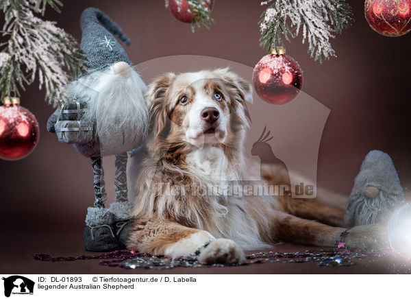 liegender Australian Shepherd / lying Australian Shepherd / DL-01893