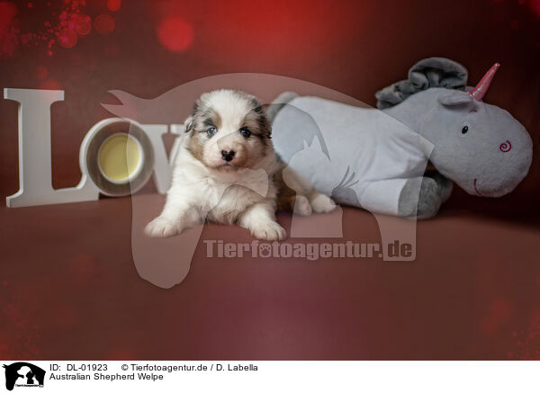 Australian Shepherd Welpe / Australian Shepherd Puppy / DL-01923
