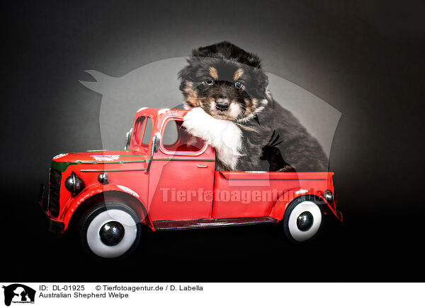 Australian Shepherd Welpe / DL-01925