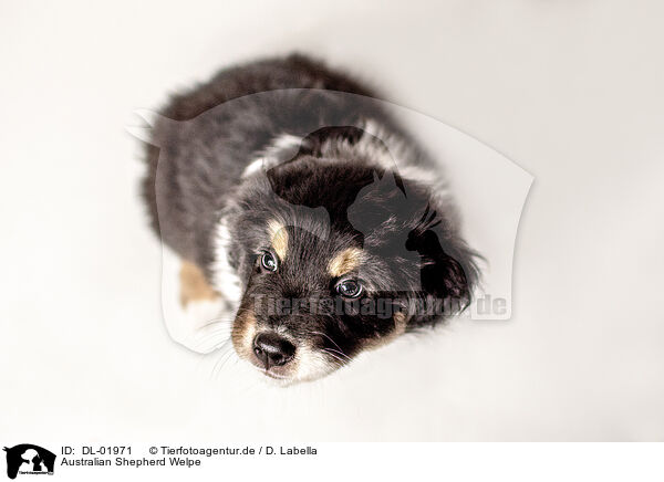 Australian Shepherd Welpe / Australian Shepherd Puppy / DL-01971
