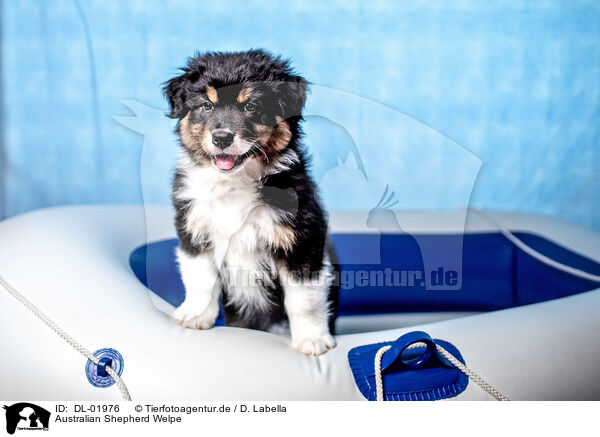 Australian Shepherd Welpe / Australian Shepherd Puppy / DL-01976