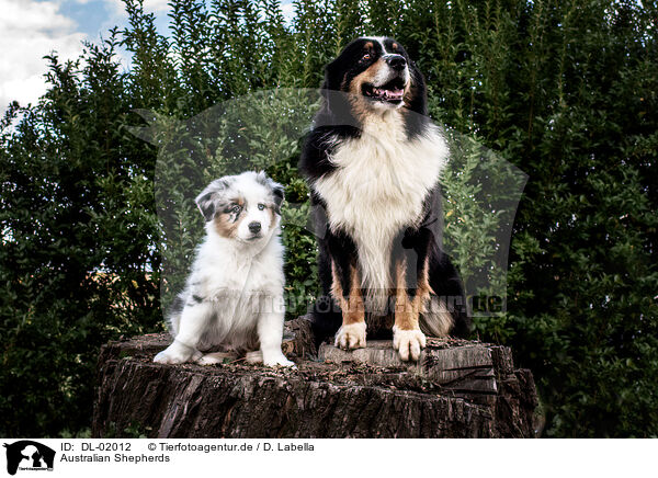 Australian Shepherds / Australian Shepherds / DL-02012