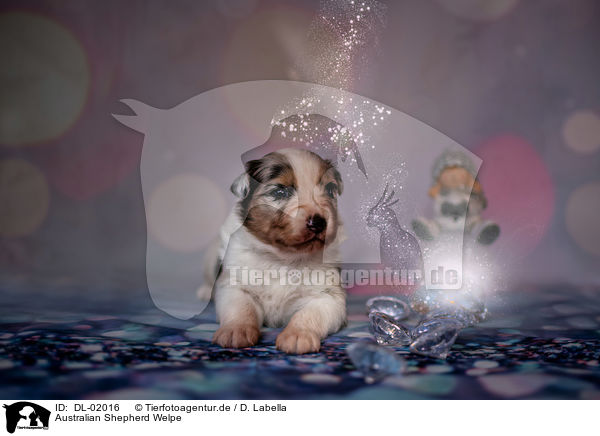 Australian Shepherd Welpe / Australian Shepherd Puppy / DL-02016