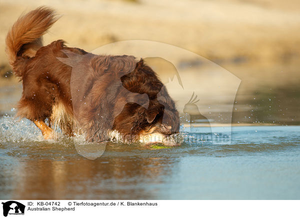 Australian Shepherd / Australian Shepherd / KB-04742