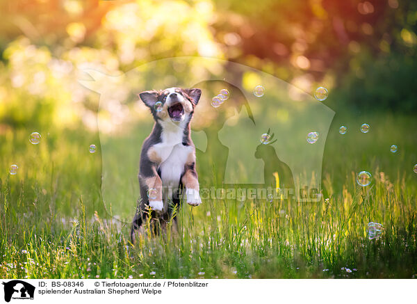 spielender Australian Shepherd Welpe / BS-08346