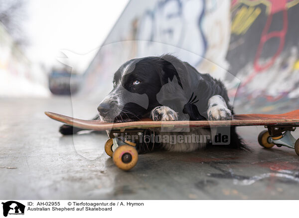 Australian Shepherd auf Skateboard / Australian Shepherd at Skateboard / AH-02955