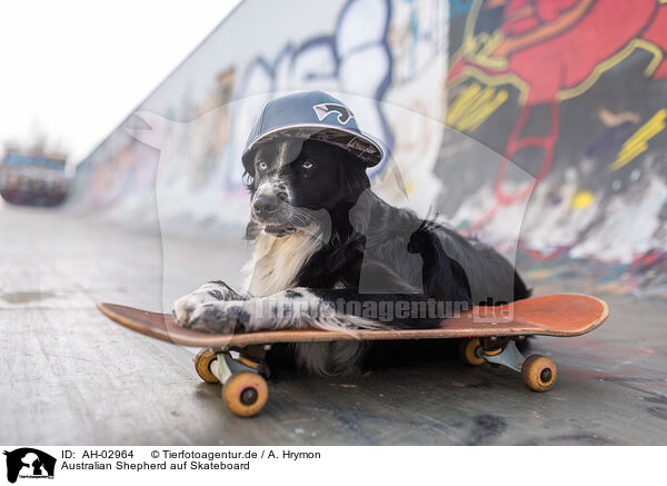 Australian Shepherd auf Skateboard / Australian Shepherd at Skateboard / AH-02964